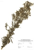 藏品(加拿大蓬)的圖片